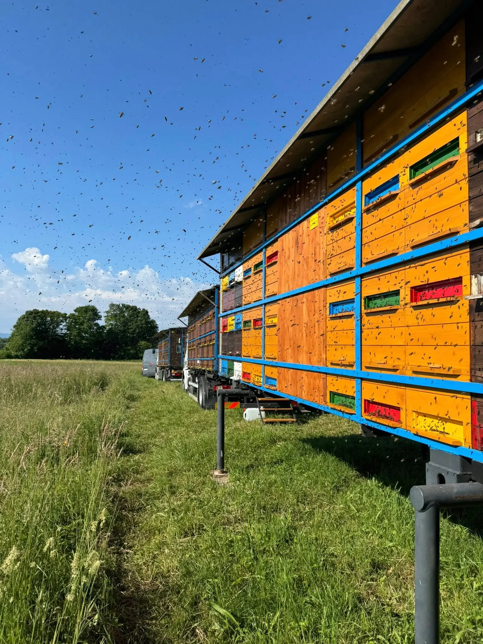 Prevozno čebelarstvo